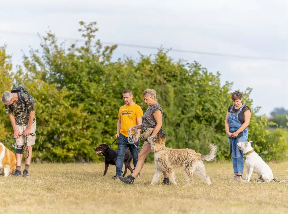cours de dressage à Aniche