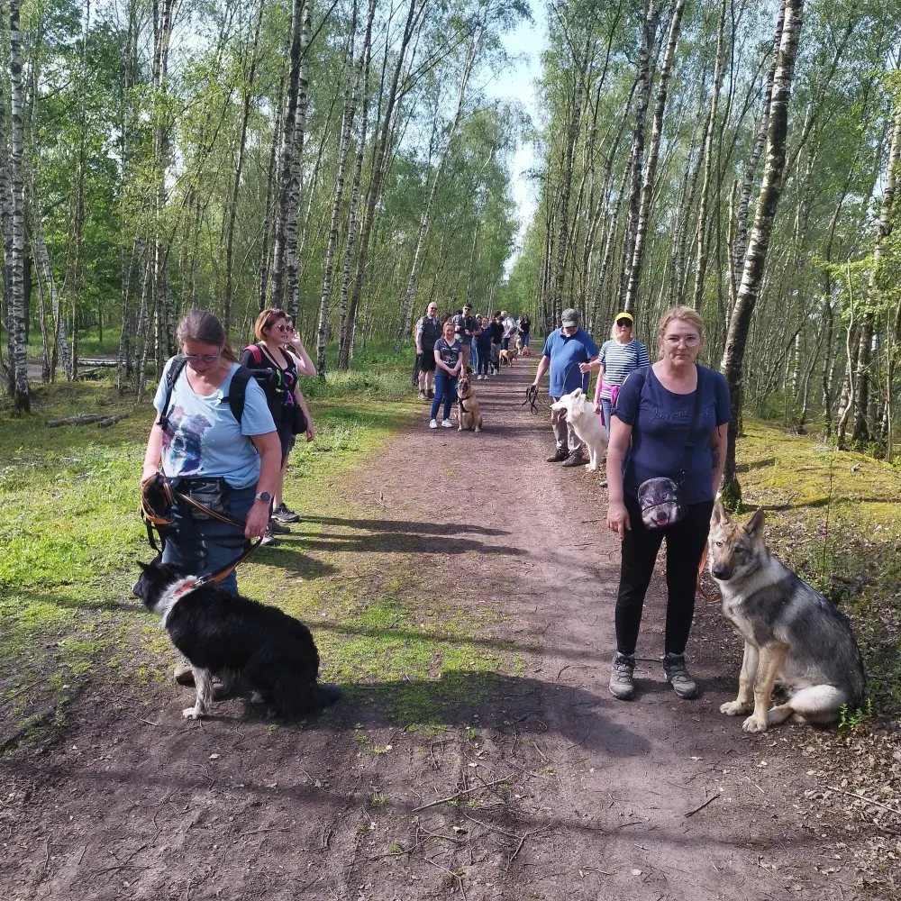 promenade canine à Aniche